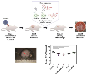 In vivo에서의 항생제 전달체 실험 모식도 및 농양 내 잔류 박테리아 결과