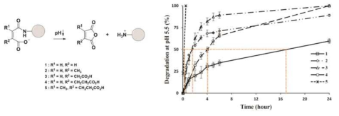 pH 5.5에서의 말레산 아미드 유도체의 분해 비교