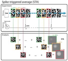 (a) Spike-triggered average 개념