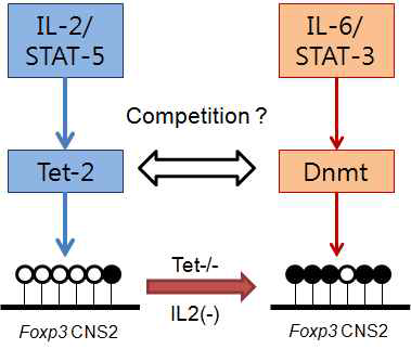 CNS2 demethylation model