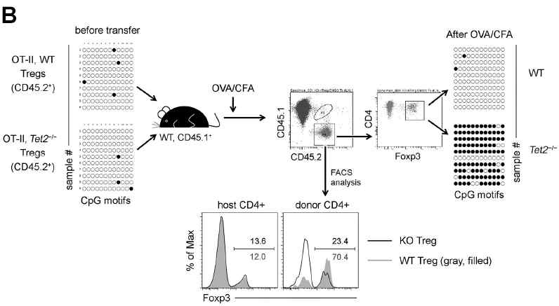 Tet2 is essential for CNS2 demethylation. Host CD45.1+ mice which received WT or KO Tregs were immunized with Ag and CFA. Donor Tregs were isolated and subjected to CNS2 demethylation assay in 7 days