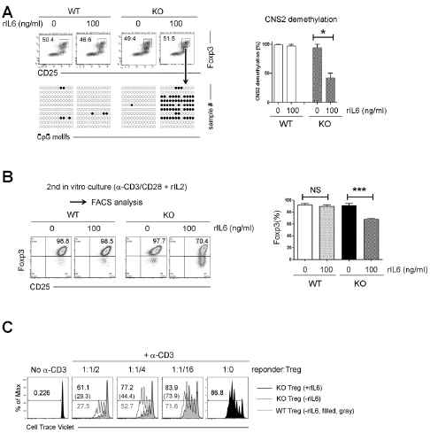 The functions of Tregs is impaired by CNS2 re-methylation. (A) FACS-sorted WT or Tet2−/−Tregs were cultured with anti-CD3/CD28±rIL6 for 4 days. CD4+Foxp3+ cells were re-sorted and used for CNS2 demethylation study. (B) Foxp3+ Tregs isolated from (A) were cultured in the presence of anti-CD3/CD28 + rIL2 and subjected to FACS analysis in 3 days. (C) Cell division dye (cell trace violet)− labeled responder cells were cultured in the presence of various Tregs sorted from (A). The levels of the cell division dye were checked in 3 days. white circles, demethylation; black, methylation