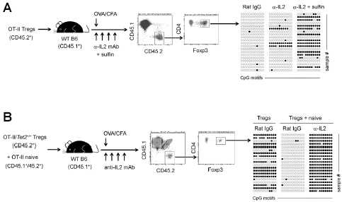 IL2 and vitamin C are required to prevent CNS2 re-methylation in vivo. (A-B) WT (A) or Tet2−/− Tregs plus naïve OT-II Tcells (B) were injected into WT mice, which were immunized with OVA/CFA±rIL2/anti-IL2 mAb. CD4+Foxp3+ cells of the donor origin were re-sorted and used for CNS2 demethylation assay