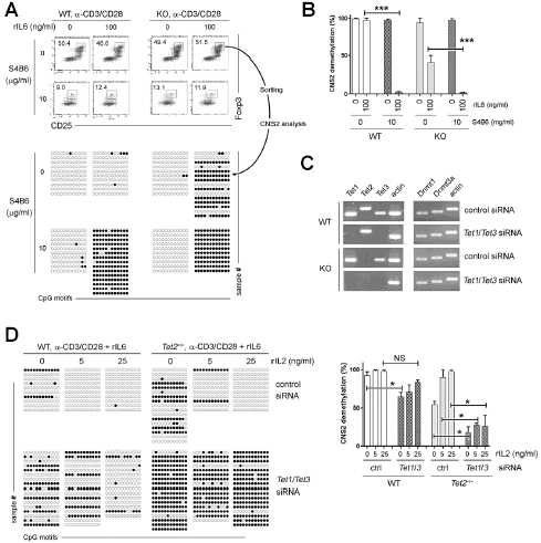 IL2 inhibits CNS2 methylation in a Tet-dependent manner. (A, B) FACS-sorted WT and Tet2−/− Tregs were cultured under the indicated conditions and Foxp3+ cells were re-sorted for CNS2 demethylation analysis. (C) FACS-sorted WT and Tet2−/− Tregs were transfected with Tet1/Tet3 siRNAs and the expression levels of indicated gene transcripts were checked by RT-PCR. (D) WT and Tet2−/− Tregs transfected with Tet1/Tet3 siRNAs and cultured under the indicated conditions. Foxp3+CD25+ cells were re-sorted and subjected to bisulfate sequencing