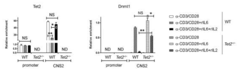 Tet2 is recruited to CNS2 and inhibits the binding of Dnmt1. ChIP-qPCR of Tet2 and Dnmt1 at the Foxp3 promoter and CNS2 locus. FACS-sorted WT and Tet2−/−Tregs were cultured in the presence of anti-CD3/CD28 plus rIL6± rIL2, and used for the ChIP analysis. Subsequent qPCR was done on DNA precipitated by anti-Tet2 or anti-Dnmt1 Abs