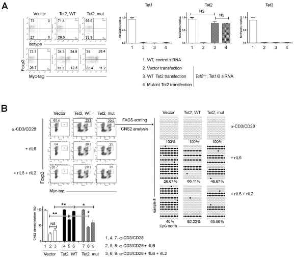 DNA demethylase activity of Tet2 is required to maintain CNS2 demethylation. (A) Tet2−/− Tregs were co-transfected with plasmids encoding WT or mutant Tet2 (myc-tagged) together with siRNAs targeted at Tet1 and Tet3. (B) Tet2−/− Tregs transfected with vector or Tet2 plasmids were cultured under indicated conditions and Foxp3+Myc(Tet2)+ cells were re-sorted for CNS2 demethylation