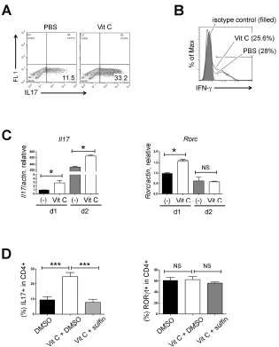 Vitamin C enhances the expression of IL17. (A, B) FACS-sorted naïve CD4+ T cells were cultured in the presence or absence of vitamin C under Th17 (A) or Th (B) polarizing condition and IL17 (A) and IFN-g (B) expression was checked by flow cytometry. (C) Th17 cells were generated in the presence or absence of vitamin C and then, the expression levels of the indicated gene transcripts were checked by RT-qPCR. (D) Percentages of IL17 (left) or RORgt (right)−expressing cells cultured under Th17 conditions in the presence of vitamin C ± sulfinpyrazone (sulifin)