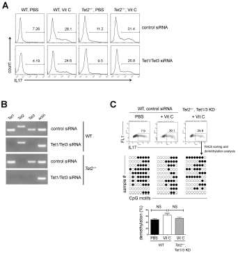 Tet proteins were not essential for vitamin C− induced IL17 expression. (A) WT and Tet2−/− naïve CD4+ T cells were transfected with control or Tet1/Tet3 siRNAs and cultured under the indicated conditions. IL17 expression was analyzed by flowcytometry. (B) WT and Tet2−/− naïve CD4+ T cells were transfected with Tet1/Tet3 siRNAs, and the expression of the indicated gene transcripts was checked by RT-PCR. (C) WT and Tet2−/− naïve CD4+ T cells were transfected with control or Tet1/Tet3 siRNAs and cultured under the indicated conditions. IL17+ cells were re-sorted and subjected to bisulfate sequencing