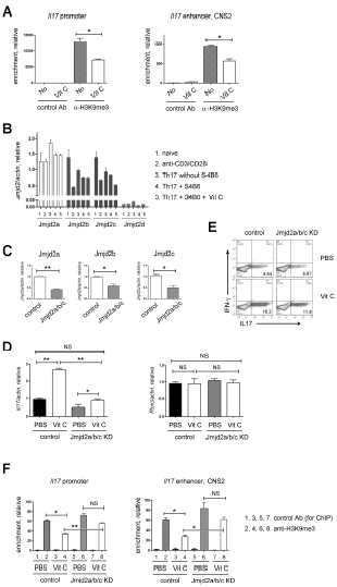 Vitamin C worked in a Jmjd2 dependent manner. (A) ChIP-qPCR of H3K9me3 at the IL17 promoter and enhancer (CNS2) locus. FACS-sorted naïve CD4+ T cells were cultured under Th17 conditions in the presence orr absence of vitaminC and used for the ChIP analysis. Subsequent qPCR was done on DNA precipitated by control and anti-H3K9me3 Ab. (B) Quantitative RT-PCR to assess the Jmjd2 expressions. (C) Naïve CD4+ T cells were transfected with control or Jmjd2a/b/c siRNAs. (D) The expression levels of Il17 (left) and Rorc (right) transcripts were investigated. (E) IL17 expressions were checked by FACS. (F) ChIP-qPCR of H3K9me3 at the IL17 promoter and enhancer (CNS2) locus