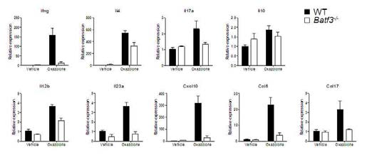 Batf3-/- 마우스에서 oxazolone에 의한 만성 알레르기성 접촉피부염을 유발하는 사이토카인 Ifng, Il4 및 이에 의한 케모카인 Cxcl10, Ccl5, Ccl17이 감소함