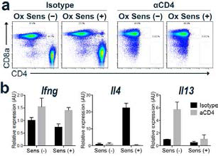 CD4 결핍에 의한 국소림프절 IL-4 mRNA 유도 소실