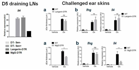 Langerin 음성 수지상세포 결핍 마우스 (Mgl2-DTR)에서 oxazolone에 의한 염증이 감소하며 IL-4 mRNA 수준이 동시에 감소함