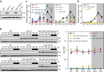 FKF1과 COP1의 돌연변이체와 형질전환체의 다양한 조합의 식물체를 제작하여 CO의 단백질 안정도를 확인해본결과 CO를 매개로하는 기작에 관여하고 있다는 사실을 확인하였다 (a, b). 또한, 이러한 조절은 transcriptional level이 아니라는 사실을 추가적으로 확인했다 (c, d)