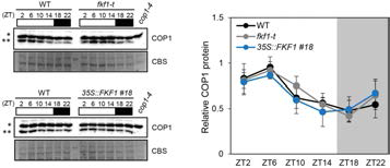 FKF1과 COP1의 조절이 단백질 단계에서의 조절일 가능성이 높다고 판단되어 FKF1에 의한 COP1 단백질의 변화를 확인해 보았다. 그 결과 FKF1은 COP1의 단백질 안정도에는 관여하지 않는다는 사실을 확인하였다
