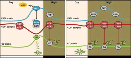 결국 FKF1은 늦은 낮 시간대에서 빛에 의해 활성화되며, COP1과 단백질단계에서 상호 결합하여 COP1의 dimerization을 억제하는 작용을 수행한다. 이를 통해 빛의 길이에 따른 개화시기조절기작에 중요한 역할을 수행한다는 것을 확인할 수 있다