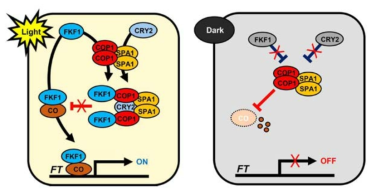 식물의 개화조절에 있어서 빛을 인지하는 기작은 매우 중요하다. 특히 늦은 오후시간의 빛의 인지능력은 하루주기의 빛의 길이를 판단하는 것과 밀접한 연관이 있다. 본 연구에서 FKF1의 기능이 중요시되는 것은 늦은 오후시간대의 빛에 의해 그 활성이 조절되는 기능 때문이다. 이러한 기능은 식물이 장일조건과 단일조건을 판단하는데 중요한 요인 중 하나일 것이라 예상한다. FKF1은 늦은 오후시간대에 빛에 의해 활성화되며, COP1-SPA1으로 기본구성되어진 COP1 complex의 구성을 억제한다. 이러한 과정은 다른 청색광수용체인 CRY2와 함께 이루어질 가능성이 있다. 이러한 작용은 COP1의 활성을 억제하게 되고, 이로 인하여 개화를 촉진하는 CO 단백질의 안정화가 이루어지게 된다, 이러한 작용은 장일조건에서 가능하지만 단일조건에서는 이루어지지 않는다