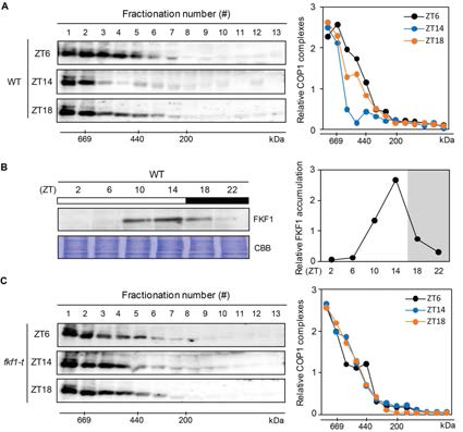 COP1의 multimeric protein complex의 레벨을 FPLC를 이용한 size별 분리 실험을 통해 추출 후 COP1 항체를 이용하여 하루주기로 측정을 해보았다 (A). 그 결과 COP1의 complex는 오후시간대에 가장 뚜렷하게 감소한다는 사실을 확인할 수 있었다. FKF1의 하루주기 단백질 축적량을 확인해 본 결과, COP1 complex의 양이 뚜렷하게 감소하는 시간대에 발현이 극대화되어지는 것을 확인했다 (B). 이러한 결과를 기초로 하여 FKF1이 발현하지 않는 fkf1-t 돌연변이체에서 COP1 complex를 측정해본 결과 WT에서 뚜렷한 감소를 보이는 늦은 오후시간대에서도 COP1 complex는 변화하지 않는 다는 것을 확인했다 (C). 이러한 결과는 FKF1이 COP1의 multimeric protein complex의 형성과 관련이 있다는 것을 제시한다