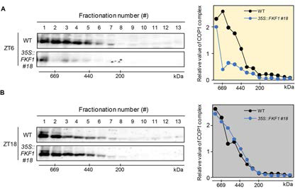 COP1의 multimeric protein complex의 레벨을 FKF1이 과발현한 형질전환체에서 확인해보았다 (A, B). 그 결과 COP1의 complex는 변화하지 않았던 아침시간대에서도 감소하는 것을 확인했으며, 또한 빛이 없는 밤 시간대에서는 WT과 차이가 없다는 것을 확인했다. 이는 FKF1의 기능이 COP1 complex의 형성에 관여를 하며, 이러한 작용은 빛에 의존적인 것으로 확인된다