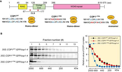 이전 논문을 통해 FKF1이 COP1의 homodimerization을 억제하는 기작을 통해 COP1의 활성을 제어한다는 보고를 하였다. 따라서 본 연구팀은 COP1의 homodimerization이 전체적인 COP1 multimeric protein complex에 어떠한 영향을 주는가를 확인해보았다. COP1의 homodimer를 형성하지 못하는 형질전환체와 정상적인 식물체에서 COP1의 complex를 비교하여 보았다 (A, B). 그 결과 COP1의 complex는 COP1 homodimerization에 영향을 받아서 이루어지는 것으로 확인되었고, COP1이 homodimer를 형성하지 않으면 COP1의 multimeric protein complex또한 형성하지 않는다는 사실을 확인하였다
