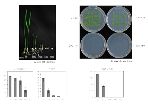 애기장대와 벼의 스트레스에 대한 반응성을 확인하기 위해 각각의 abiotic stress [salt, drought, oxidative stress]상황에서의 growth phenotype을 확인했다. 각각의 stress 상황에서 50%의 growth defect를 보이는 농도를 설정하여 이후 실험에 사용하고자 하였다. 그 결과 salt stress는 100mM NaCl, drought stres는 100mM mannitol, oxidative stress는 1mM H2O2 (Arabidopsis), 5mM H2O2 (Rice) 조건에서 rice의 height와 arabidopsis의 fresh weight이 50%정도의 성장을 보였다