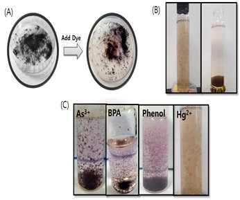 Images of (A) prepared magnetic core-shell color sensor, (B) the color sensor in aqueous Hg2+ solution, and (C) the color sensor in different pollutant solutions