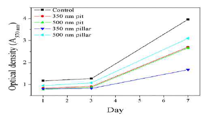 Viability by MTT assay