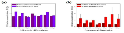 Adipose-derived stem cell differentiation. (a) adipogenic (b) osteogenic