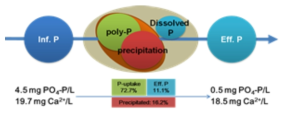 Distribution of P removal in DPAO granular sludge system