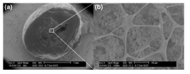 ESEM image of (a) cross sectional of DPAO granular sludge, and (b) magnified image of granule core