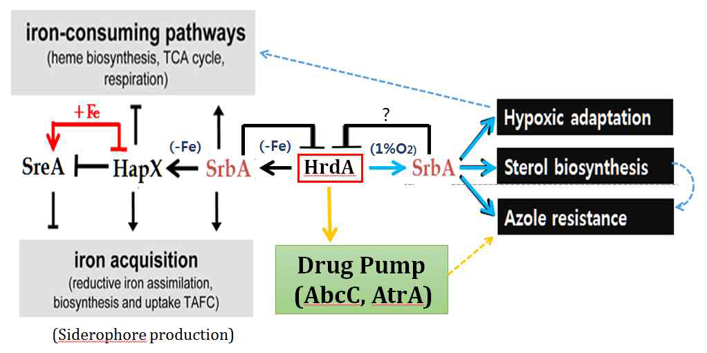 Iron homeostasis, Hypoxic adaptation, Durg transporter induction 세 과정에 통합적으로 작용하는 HdrA의 기능 및 SrbA와의 상관관계 규명