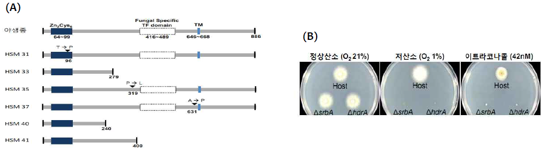(A) ΔhdrA의 저산소 적응능력 및 항진균제에 대한 민감성 조사. ΔhdrA 균주를 최소배지와 42 nM의 이트라코나졸을 포함한 최소배지에 접종하여 37°C에서 정상산소 또는 저산소에서 이틀간 배양한 후, host 균주 (host로부터 hdrA 또는 srbA가 제거되었음) 및 ΔsrbA와 그 성장을 비교 분석하였다. (B) hdrA 돌연변이 균주들의 분석. 저산소 민감성 돌연변이들 (Hypoxia-Sensitive Mutants, ‘HSM’) 중 hdrA의 ORF에서 발견된 돌연변이들의 위치를 규명하였다. HdrA 아미노산 시퀀스에는 Zn2Cys6 DNA-binding 도메인, 진균에서만 특정적으로 나타나는 전사인자 도메인, 하나의 막 도메인 (transmembrane domain, TM)이 포함되어 있다. 총 6개의 균주들 중 3개는 missense mutation을, 나머지는 non-sense mutation을 가진 돌연변이들로 밝혀졌다