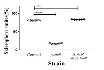 hapX의 과대 발현으로ΔhdrA(=ΔatrR)의 siderophore 생합성 회복
