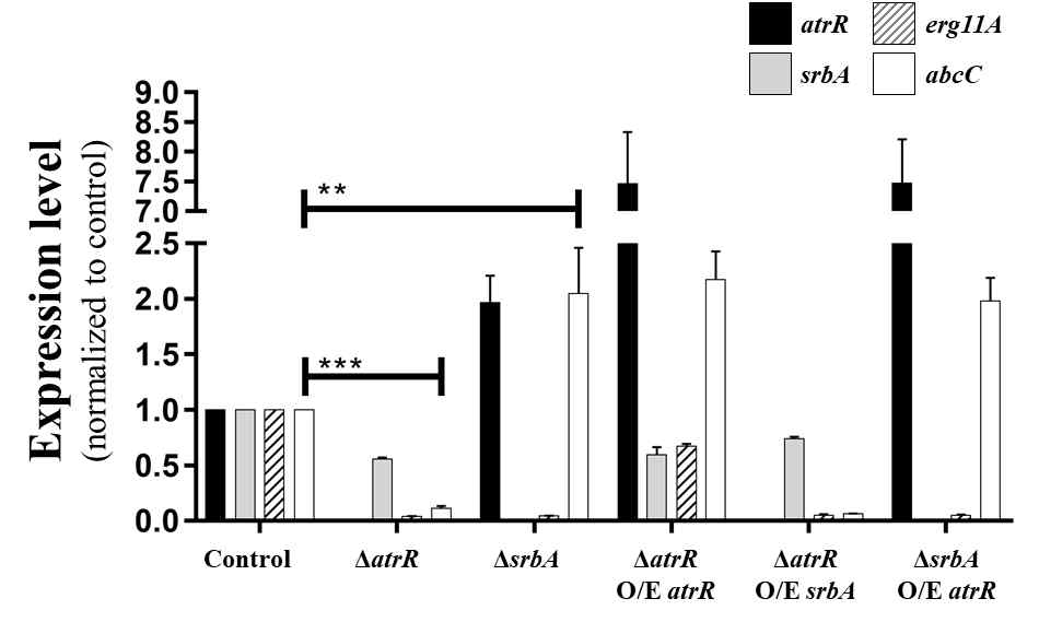 qRT-PCR을 통한 ΔsrbA와 ΔhdrA에서의 acbC와 atrA의 발현량 조사
