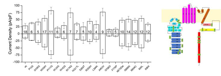 TRPC6 FSG Mutants display GOF calcium carrying current amplitudes that lead to Podocyte damage. (A) Average current density of rTRPC6wt and all FSG mutants reported up to date. (B) FSG mutants damage podocytes compared to wild type TRPC6