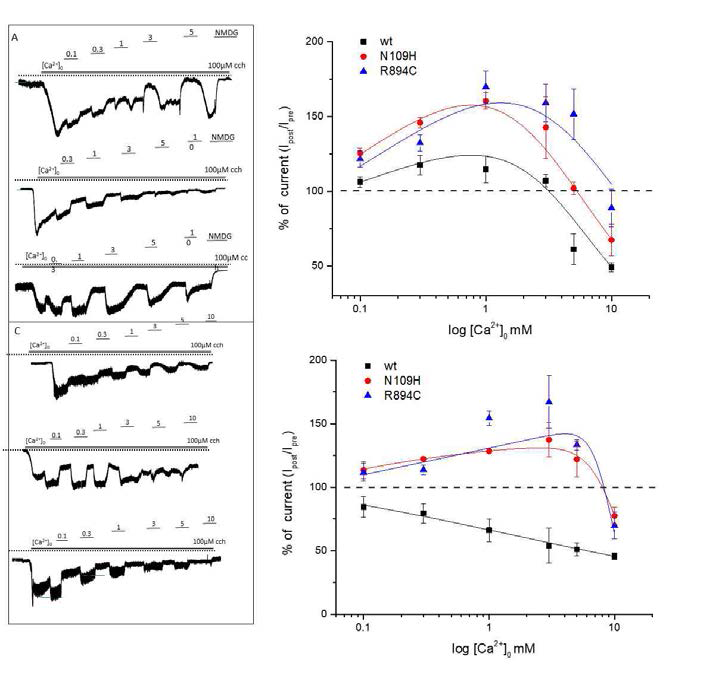 CDI of TRPC6 is dependent on internal free calcium level. (A) Continuous traces representing the effects of external calcium on TRPC6wt (top), N019H (middle) and R894C (bottom) from a minimal 0.1mM [Ca2+]0 to 10mM [Ca2+] at strong internal Ca2+ (Cai 2+)-buffering conditions (10 BAPTA). (B) Relationships between relative TRPC6 (wt in black, NT mutant in red, CT mutant in blue) amplitude (fold change) and [Ca2+]0 at strong internal Ca2+ (Cai 2+)-buffering conditions (10 BAPTA). (C) Effect of external calcium on wt TRPC6(top), N109H (middle) and R894C (bottom) from a minimal 0.1mM [Ca2+]0 to 10mM [Ca2+]0 under weak intracellular Ca2+ (Cai 2+)-buffering conditions (1 BAPTA). (D) Relationships between relative TRPC6 (wt in black, NT mutant in red, CT mutant in blue) amplitude (fold change) and [Ca2+]0