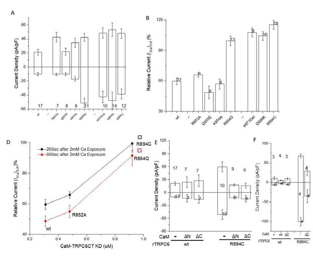 CDI of TRPC6 is CaM Dependent . Hindering the CaM-TRPC6 interacting site R864 resulted in increased inward current (A) and lack of CDI (B) which is similar to that of FSG mutants. YQ site mutant Q855E nor CaM/ Phosphoinositide binding site mutant R852A did not yield a change in a significant increase in inward current or CDI. (D) CDI of TRPC6 increases with the increasing equilibrium dissociation constants of the complex of TRPC6 WT and its mutants with CaM. Co-transfection of CaM C lobe or N lobe deletion mutant could reverse gain of function of CT FSG mutant R894C in conventional whole cell (E) and perforated whole cell (F) conditions