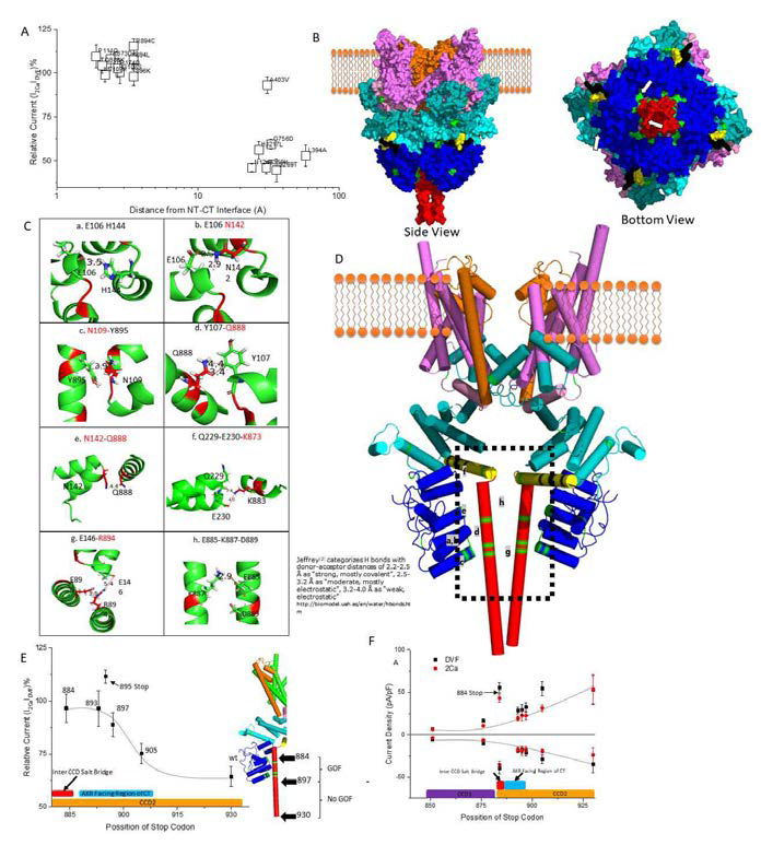 Lack of CDI and gain of function current amplitudes are exclusive to the FSG mutants located at NT-CT interaction sites of TRPC6. (A) All GOF mutants except for A403V is located very close to (<5A0) NT-CT interface of TRPC6. (B) Side view (Left) and bottom view (right) of hTRPC6 crystal structure (FSG mutation sites are marked in green and pointed with white arrows). (C) Putative interaction sites (side chains marked with sticks) for FSG mutations (FSG sites marked in red & all distances are measured in A0). (D) Cartoon structure of TRPC6 color coed with NT AKR in blue, AKR-TM linker in cyan, TM region in magenta, pore helixes in brown, CIRB domain in yellow and CT CCD domain in red. FSG mutation sites are marked in green and CaM/IP3 binding regions marked in black. (interaction sites mentioned at B marked at relevant locations). . (E) Truncating the CT of TRPC6 up to the NT-CT interaction site does not yield any gain of function, however, truncating TRPC6 beyond the NT-CT interaction site will result a GOF similar to that of FSG mutation. Further Trimming of TRPC6 beyond the NT-CT interaction renders the channel inactive