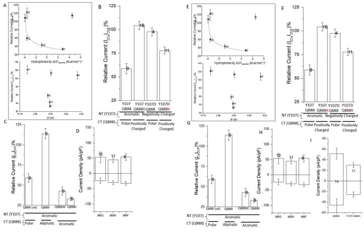 CT FSG mutation site Q888 interacts with NT Y107 to result calcium dependent inactivation of TRPC6 and Salt bridge between FSG mutation site R894 and E146 stabilizes the NT AKR with CT CCD. (A) Relative calcium dependent inhibition (CDI) of TRPC6 shows a co-relationship to the hydrophobicity of a the amino acid at Q888 site (top). (B) Introducing hydrophobic Isoleucine at Q888 resulted in a decreased CDI. However, introduction of aromatic Tryptophan and Phenylalanine increased the CDI to a level even higher than that of wild type channels. (C) Q888K FSG mutant displays a strong gain of function with the lack of CDI. However, interlocution of negatively charged Glutamic acid at Y107 site reveres the gain of function of Q888K FSG mutant (D) Introduction of hydrophobic mutations at Q888 site does not change the calcium carrying current amplitudes. (E) Gain of function phenotype of CT R894 mutants display a strong relationship with the hydrophobicity of the R894 site. Positively charged R894 site displays a strong relationship with the charge of the side chain as well. This indicates a salt bridge interaction with another negatively charged site. (F) Introduction of complementary charges (positive & negative) at E146 & R894 sites restored the CDI except the E146R R894E double mutant. (G) Traces representing the CDI of wt (top) which is lost when R894E mutation is introduced (middle) which is again recovered when E146K mutation is introduced to the NT. (H) Introducing the E146K mutation reverses the increased current amplitude of R894E mutant