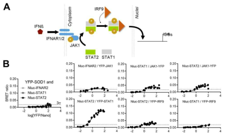 인터페론 의존적인 JAK/STAT 경로 및 시간에 따른STAT2/IRF9 상호작용의 BRET saturation assay의 모니터링. A. JAK/STAT 신호 네트워크의 모식도. B. JAK/STAT 경로에 관여하는 다양한 단백질에 Nluc- 또는 YFP- 단백질을 부착한 단백질들의 쌍을 11 가지 서로 다른 비율 (243:1 에서 1:24 3 비율, 총 DNA 농도는 25ng) 로 HEK 세포에 48시간 동안 발현시킨 후 단백질 간 상호작용 측정