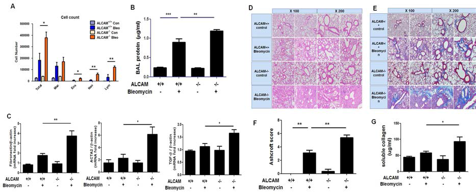 ALCAM 결핍 마우스에서 악화 된 폐 섬유증 관찰 (A) 폐 세척에서의 염증세포 수 계수 (B) 폐 세척액의 총 단백질 농도를 BCA 단백질 분석에 의해 정량 (C) 폐 조직에서의 fibronectin, ACTA2 및 TGF-β의 mRNA 수준을 Real-time PCR로 분석 (D) hematoxylin  **p < 0.01; ***p < 0.001 (Student's t test)