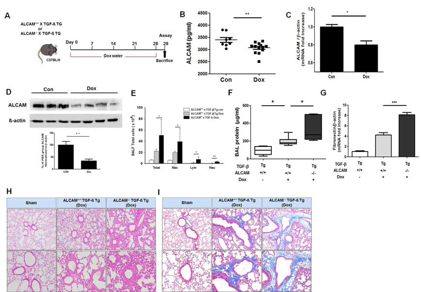 ALCAM 결핍 마우스에서 TGF-β에 의한 폐섬유증 악화. (A) ALCAM+/+TGF-ß TG 및 ALCAM-/-TGF-ß TG 마우스에 4 주간의 dox water 음수에 의한 폐섬유화 유도 모델 개략도 (B) BALF에서 ALCAM level을 ELISA 방법으로 측정 (C) 폐 조직에서 mRNA 수준의 ALCAM level을 real-time PCR로 측정 (D) 마우스 폐 조직의 ALCAM의 단백질 수준을 Western blot 분석하고 (상단), 신호 강도를 정량화 하여 그래프로 나타냄(하단). (E) 폐 세척액 내의 염증 세포 수 계수 (F) BCA 방법을 통한 폐포 세척액 내 총 단백질 농도 정량화 (G) 폐 조직의 fibronectin mRNA 수준을 실시간 PCR로 분석. 결과값은 mean ± SEM으로 나타내어졌다. *p < 0.05; **p < 0.01; ***p < 0.001 (Student's t test).(H) hematoxylin & eosin (I) masson trichrome 염색을 통한 dox water 투여 시 ALCAM+/+TGF-ß TG 및 ALCAM-/-TGF-ß TG 마우스의 폐의 조직학적 변화 및 collagen deposition 확인 (상부 X 100, 하부 X200)