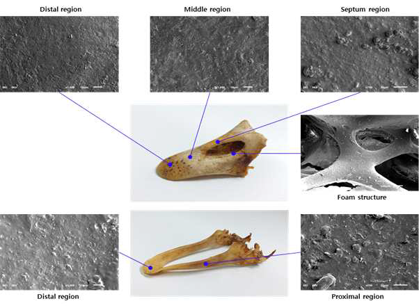 거위부리의 위턱 뼈와 아래턱 뼈의 부위별 전자현미경 사진