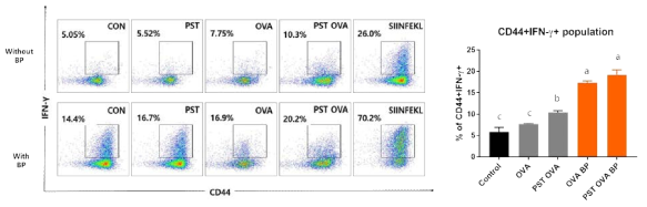 PST-OVA-BP 복합 처리 수지상세포에 의한 항원 특이적 CD8+ T cell의 IFN-γ 발현 양상 분석
