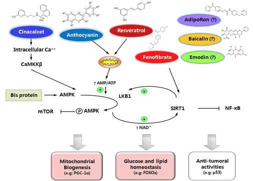 선행연구결과로 Resveratrol, fenofibrate가 AMPK 활성물질로 보고하였고, 예비실험결과로 anthocyain과 CaSR인 cinacalcet의 세포 내 Ca++ 증가를 통한 AMPK 활성화와 Adiponecitn 수용체 활성화에 관여하는 AdipoRon을 통해 당뇨병성 콩팥병의 보호효과를 관찰하였음. 본 연구수행으로 AMPK 활성화에 대한 기초 결과를 통해 임상적으로 당뇨병성 혈관합병증의 예방 및 치료를 확인하는 전이연구를 시행하고자함