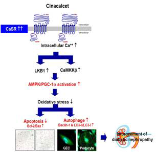 Calcium sensing receptor와 cinacalcet에 의한 AMPK 활성에 대한 가설