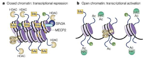 유전자 발현 억제 시(a)와 발현 증가 시(b) 히스톤의 구조