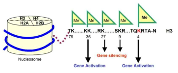 히스톤 3번의 라이신 잔기들의 modification에 의한 유전자 발현양상