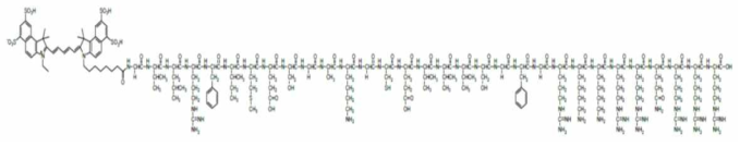 N-terminal에 형광 염료가 붙여진 TAT-S3 펩타이드 프로브의 구조