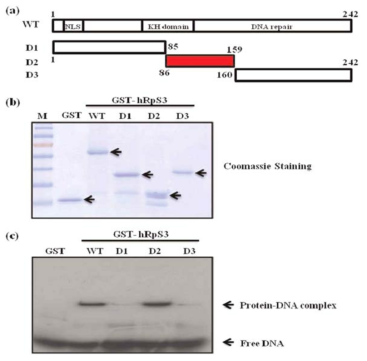 hrpS3에서 8-oxoG와의 결합에 중요한 도메인의 확인 (a) hrpS3 wild type의 구조와 실험을 위해 제작한 deletion mutant들의 construct. (b) wild type hrpS3 와 각 도메인의 deletion mutant들의 정제한 단백질의 확인. (c) wild type hrpS3 와 각 도메인의 deletion mutant들과 8-oxoG를 포함하는 기질과의 결합력의 비교