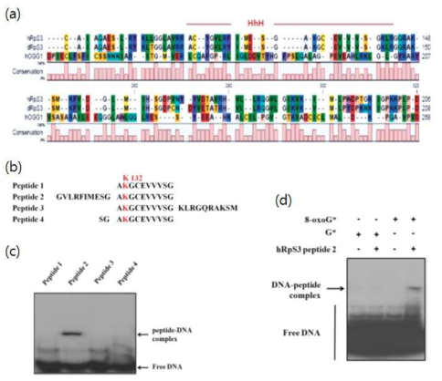 8-oxoG를 포함하는 기질에 결합하는 펩타이드의 디자인 (a) hrpS3, drpS3, 및 hOGG1과의 sequence alignment 결과. (b) 4개의 펩타이드 디자인. (C) 4개의 펩 타이드와 8-oxoG 기질과의 결합 능력 비교. (d) 펩타이드 2의 8-oxoG 기질에 대한 결합 특이성을 보여주는 바인딩 어세이